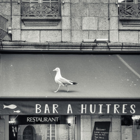 Nous aimons les huîtres.